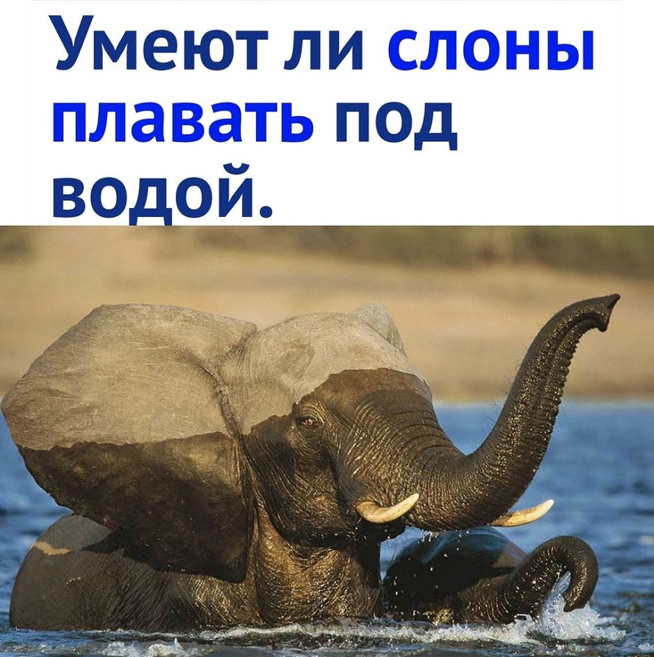Хобот африканского слона