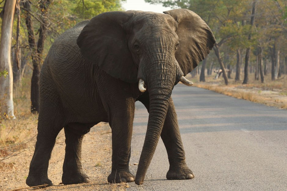 2015 - Elefante'