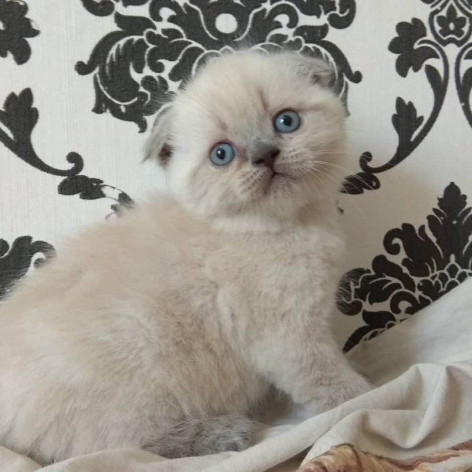 Смесь шотландца и сиамской кошки