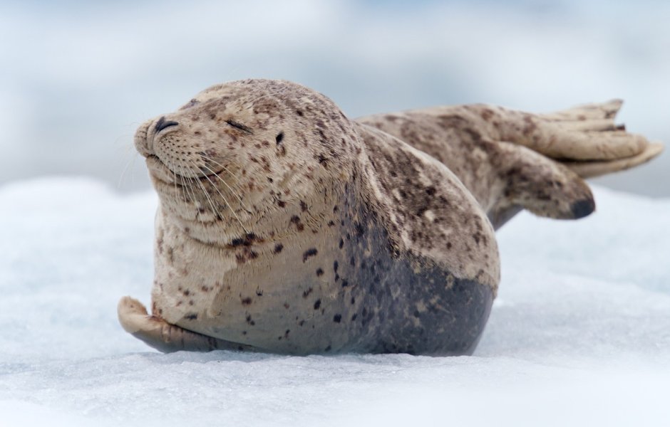 Космический тюлень