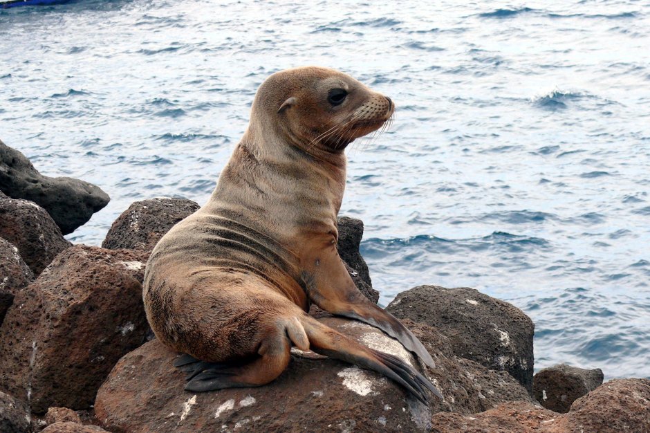 Zalophus wollebaeki