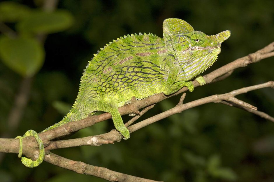 Furcifer labordi