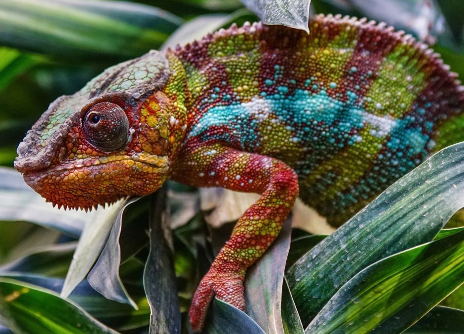 Furcifer labordi