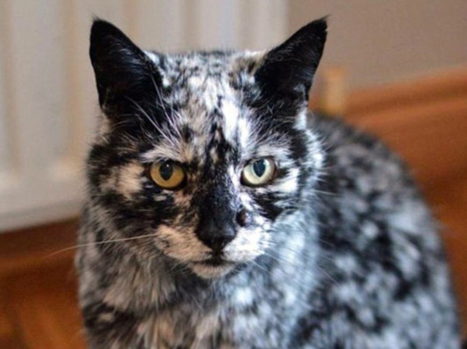 Кот необычный мраморный окрас