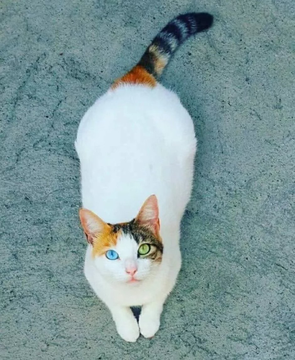 Красивые окрасы котов