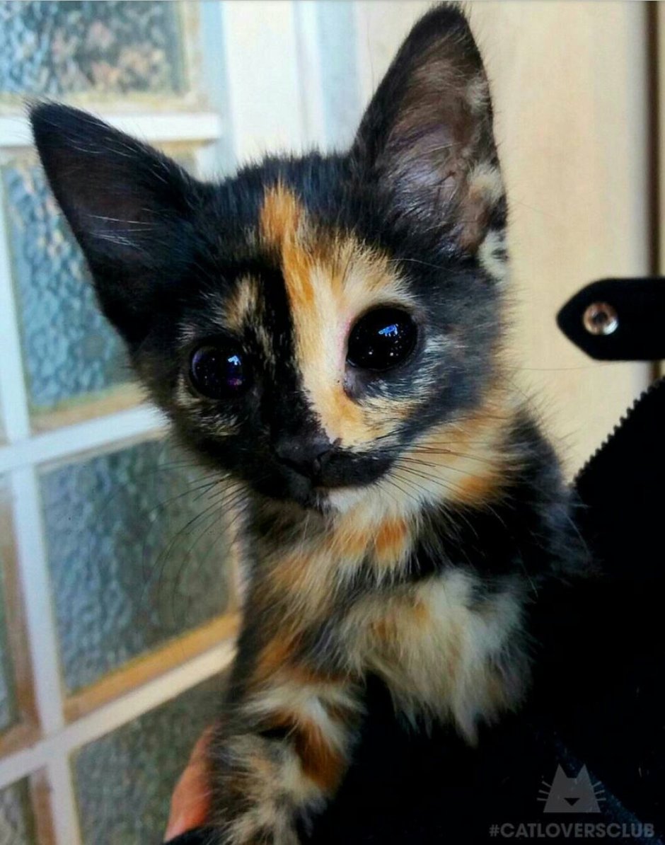 Котята необычной окраски
