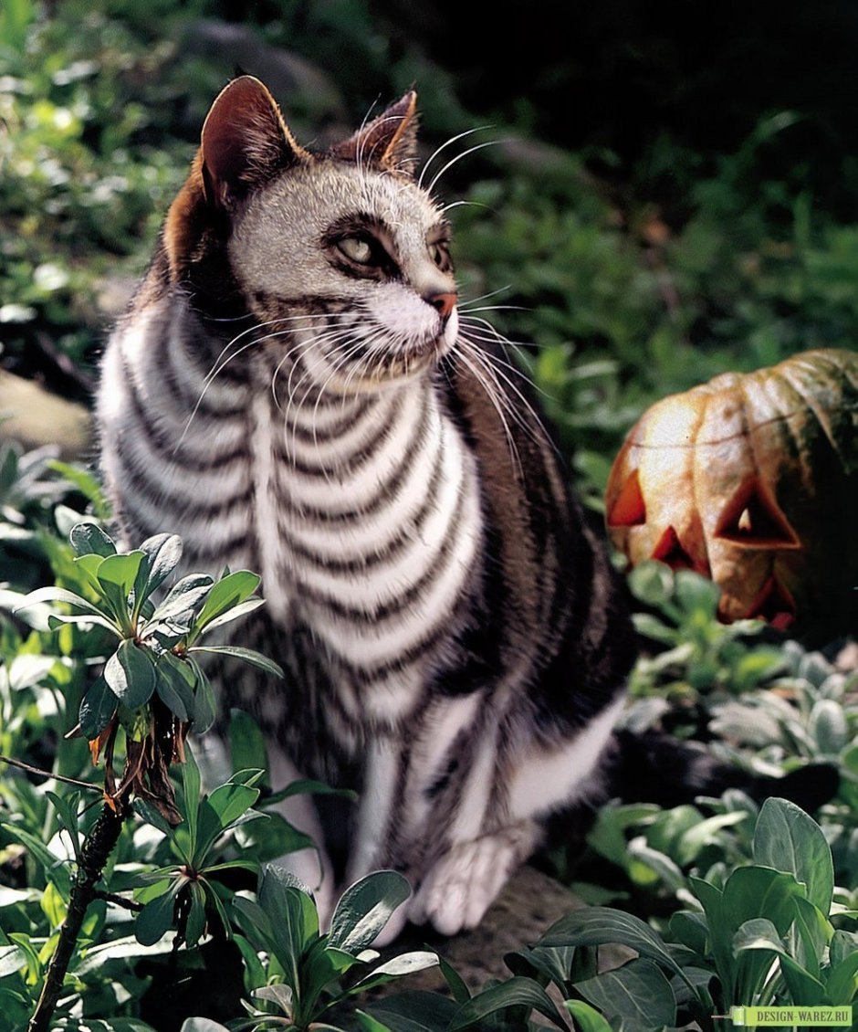 Редкие кошки