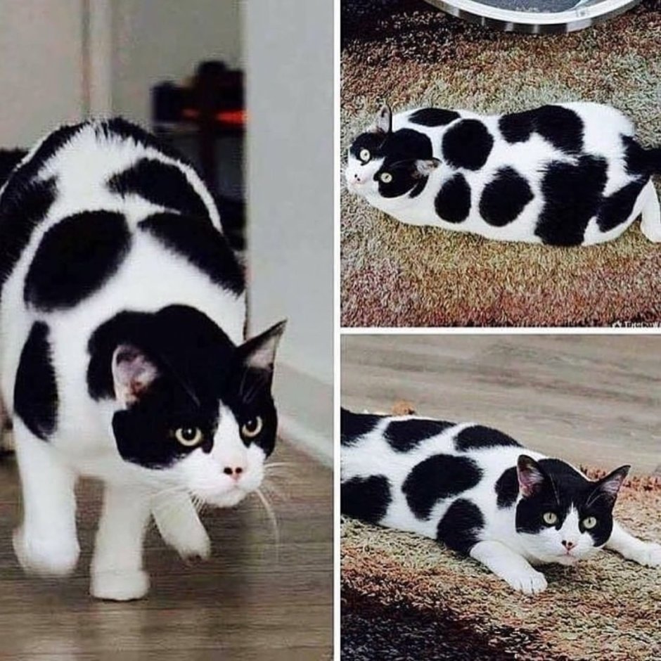 Необычные расцветки кошек