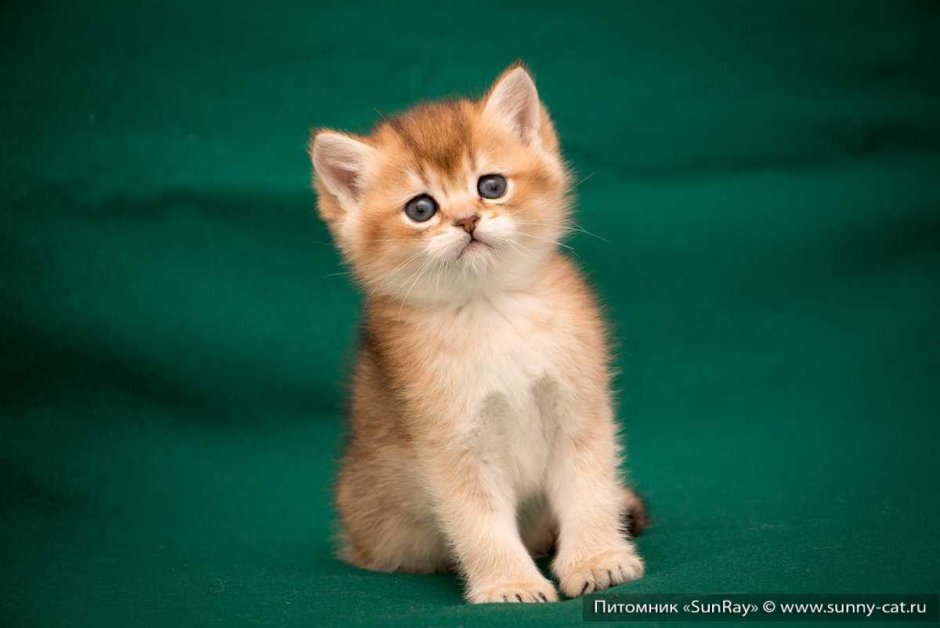 Шотландская кошка Золотая шиншилла