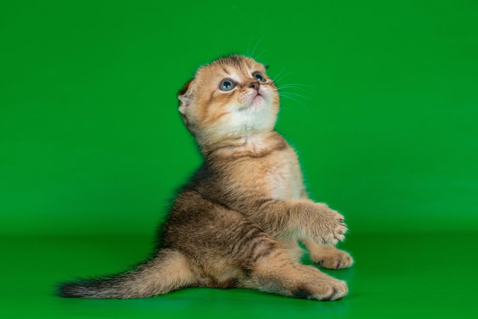 Клубная Шотландская Золотая шиншилла чёрное золото вислоухая