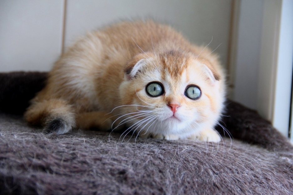 Скоттиш фолд Золотая шиншилла