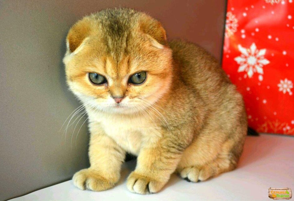 Шотландская вислоухая кошка Золотая шиншилла