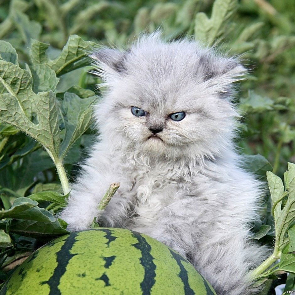 Кот на арбузе