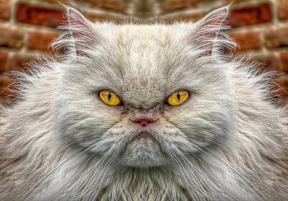 Злой пушистый кот