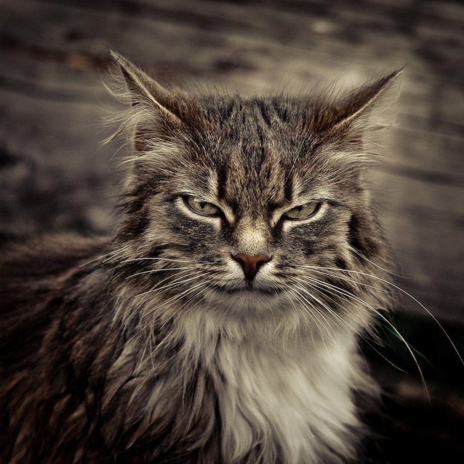 Злая кошка