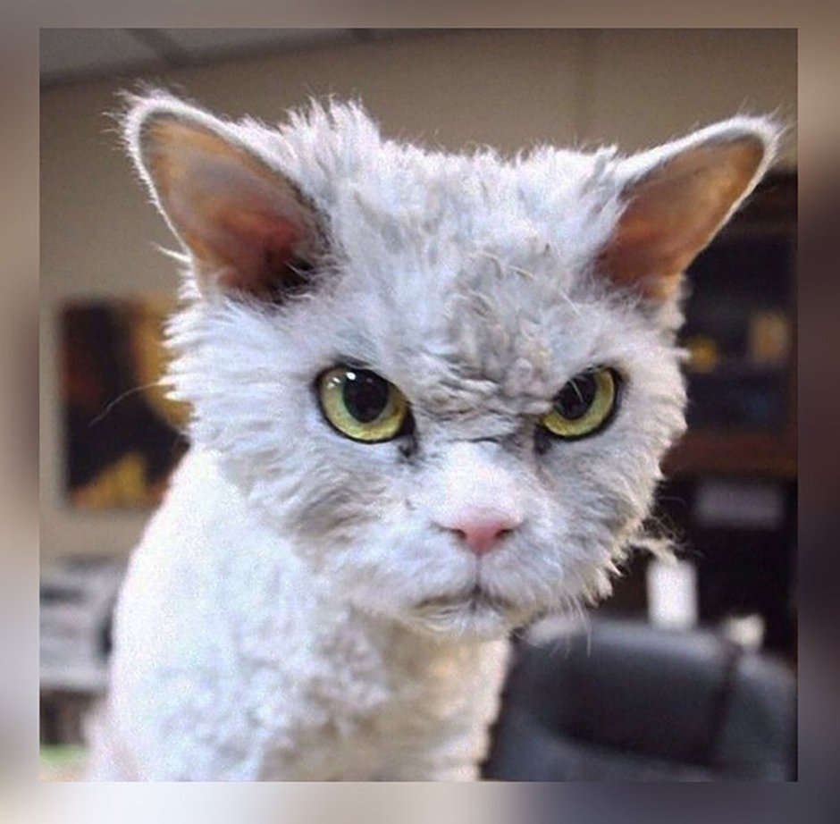 Бешеный кот