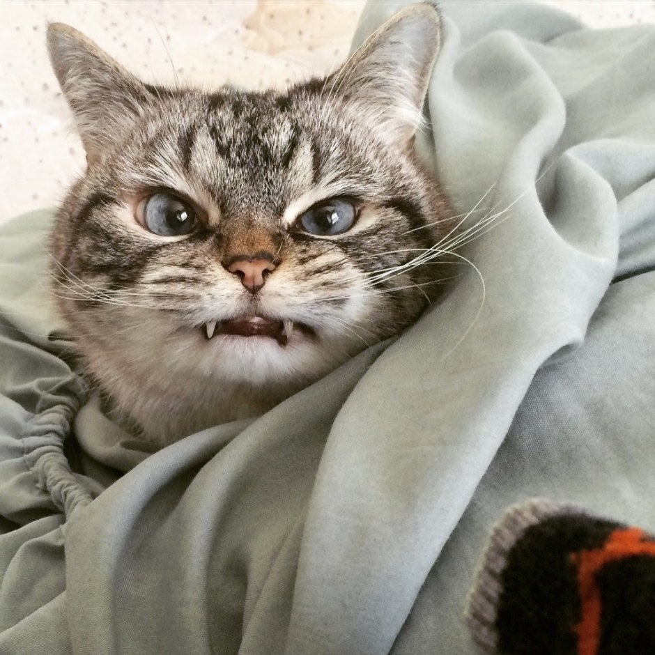 Злой кот