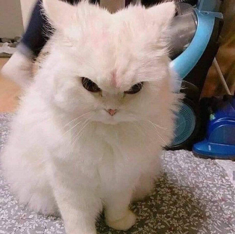 Кот злится