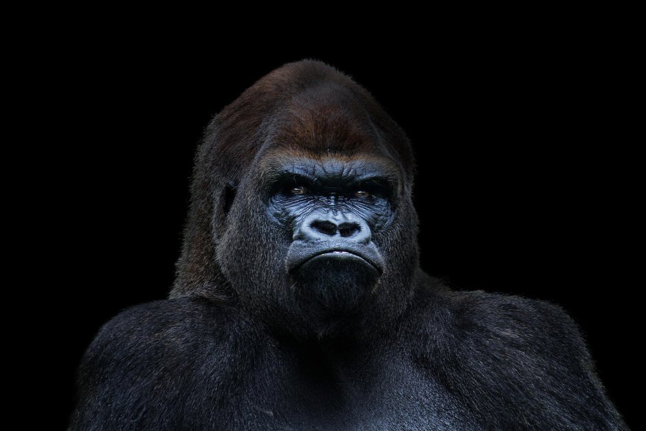 Silverback Gorilla