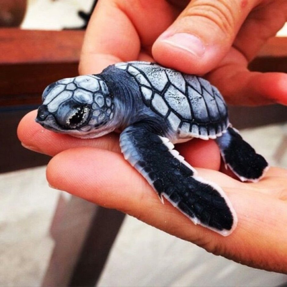 Graptemys nigrinoda