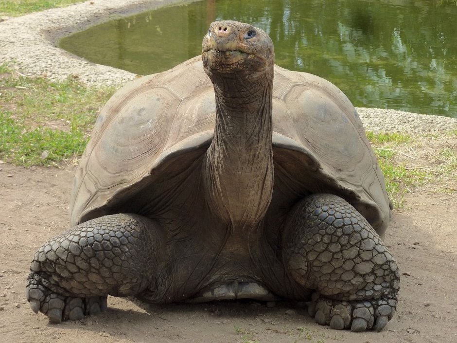 Giant Tortoise