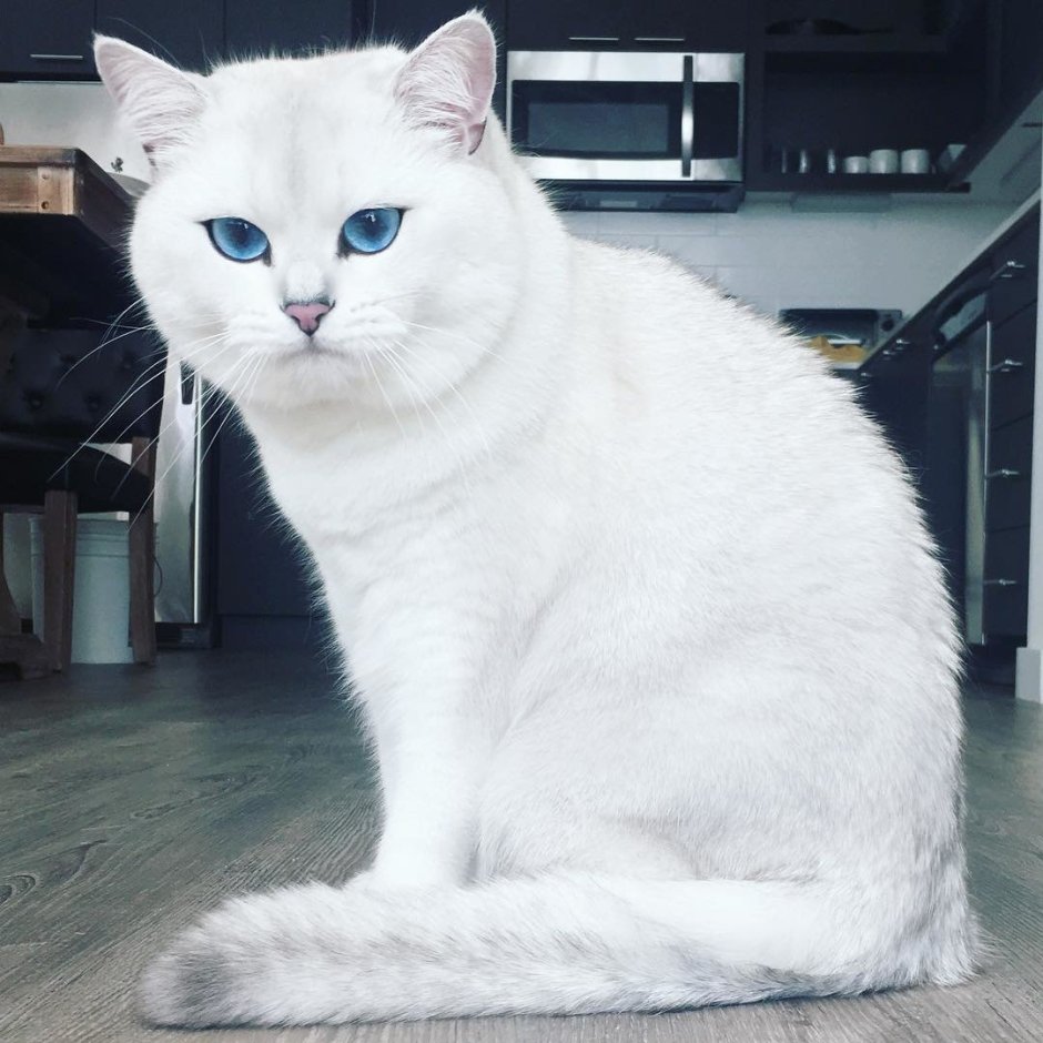 Турецкая шиншилла кошка