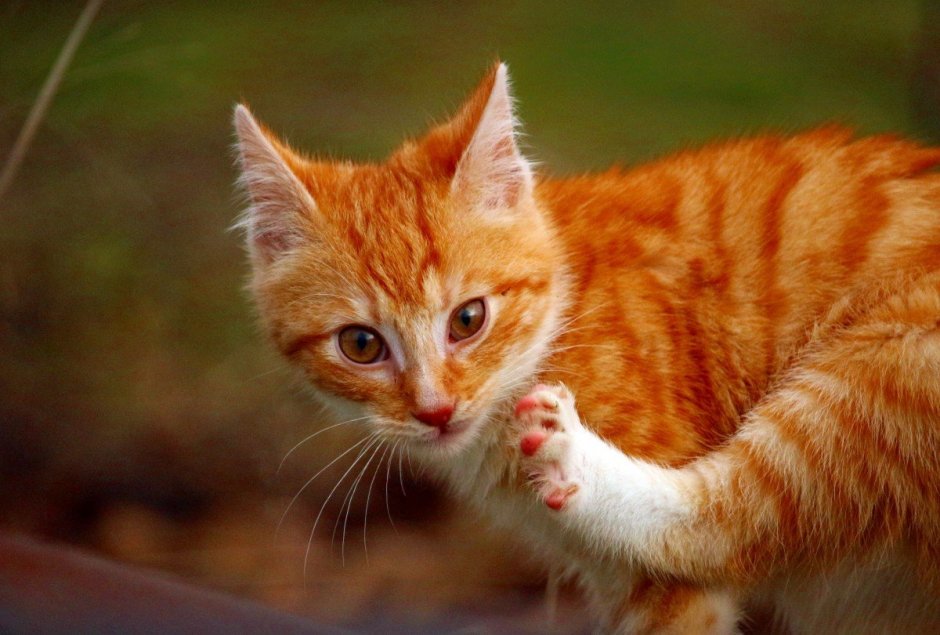 Огненно рыжий кот