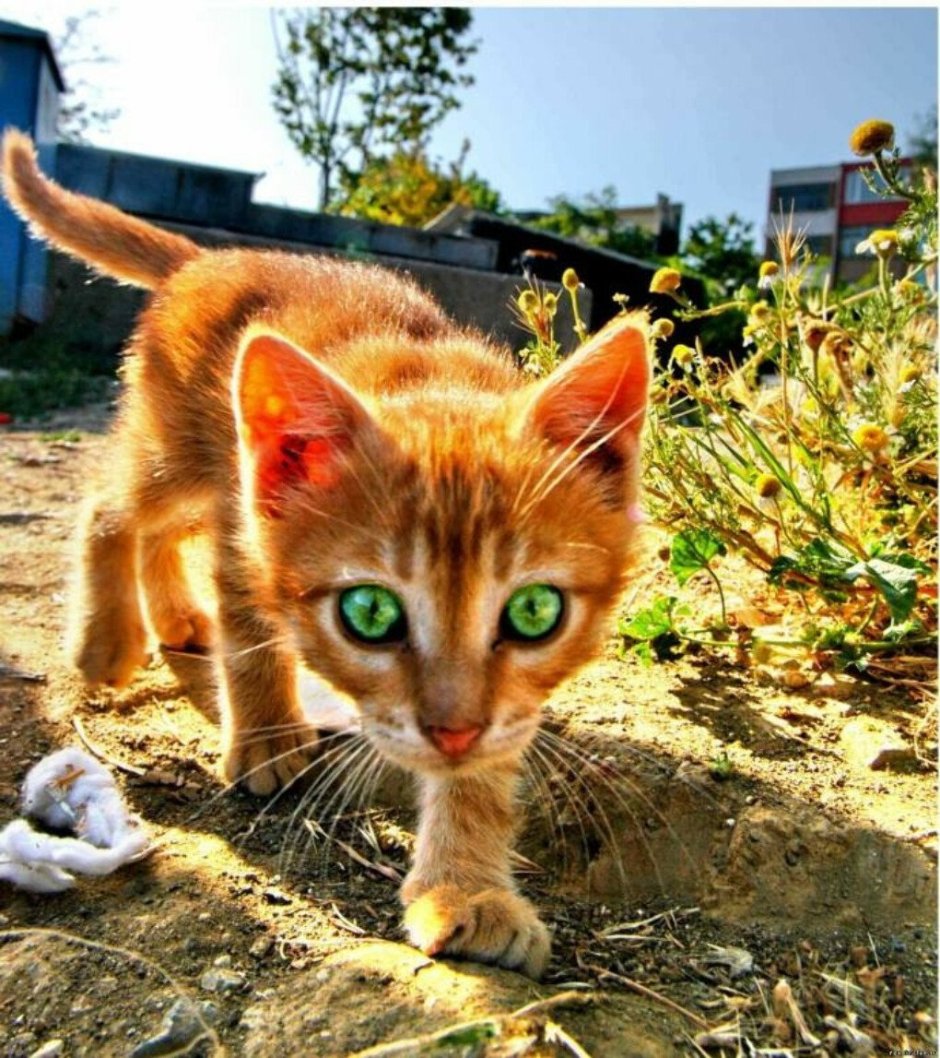 Рыжий котенок с зелеными глазами