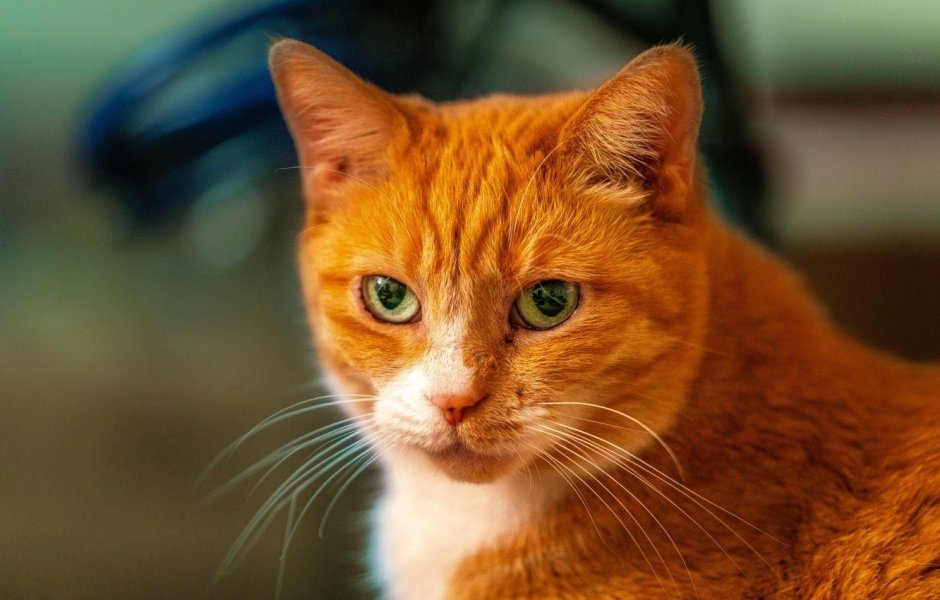 Мордочка рыжего кота