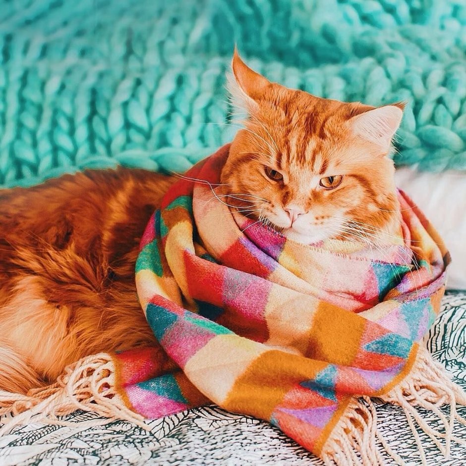 Кошка в шарфике