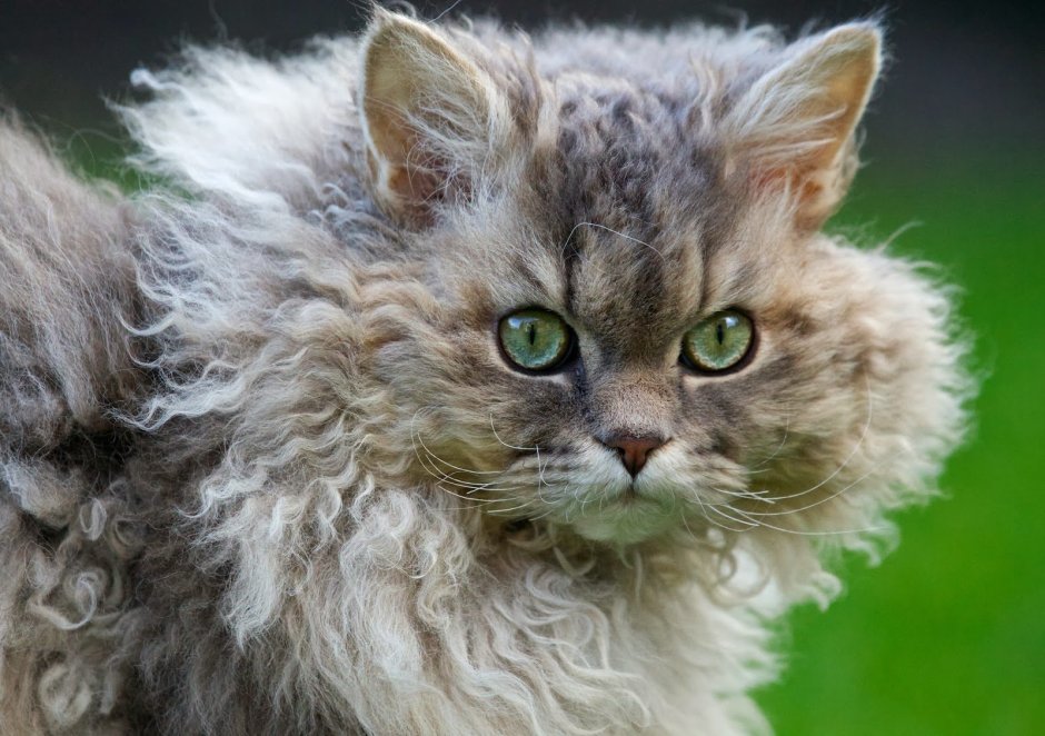 Кудрявые коты