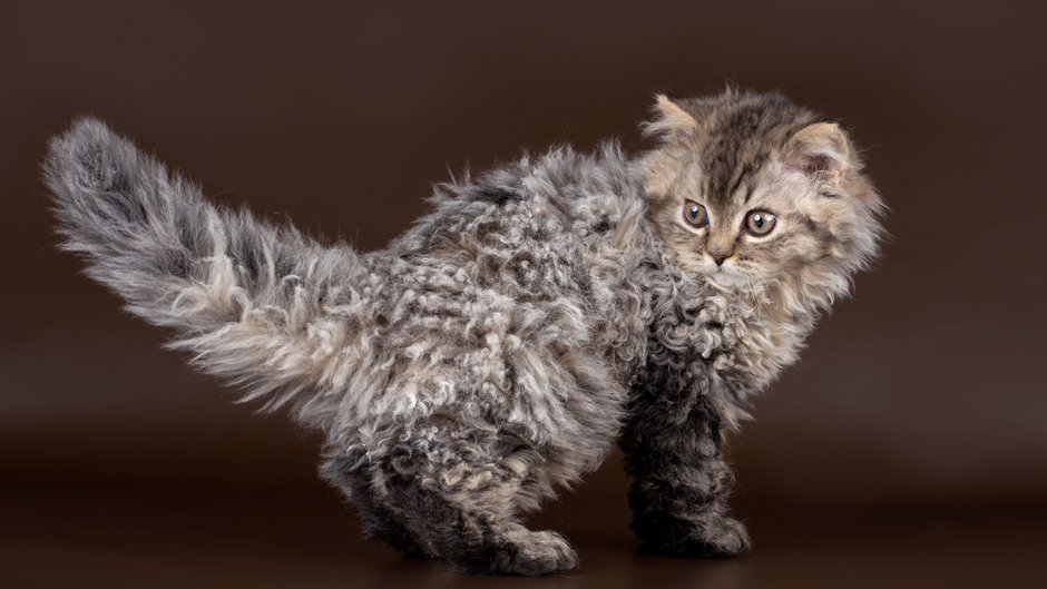 Кошки с кучерявой шерстью