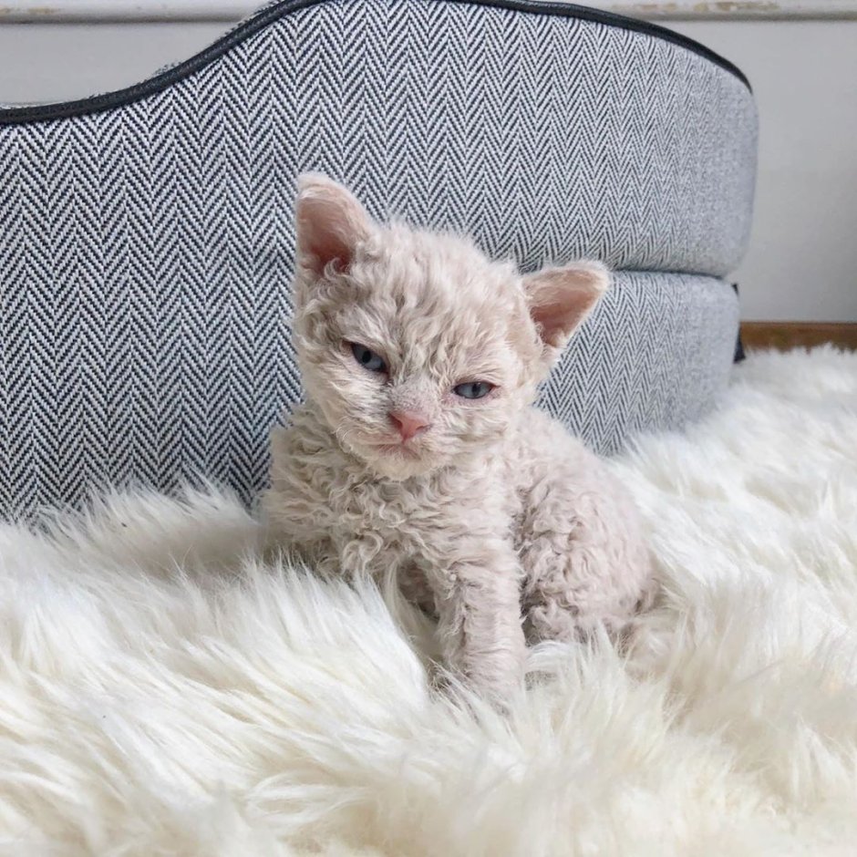 Кот Селкирк рекс