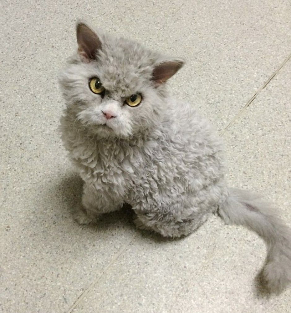 Кот Селкирк рекс