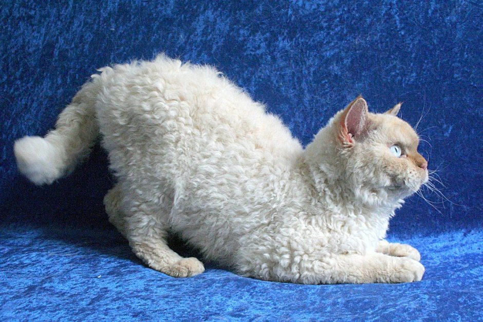 Селкирк рекс кошка