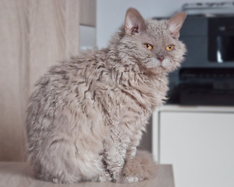 Кот Селкирк рекс