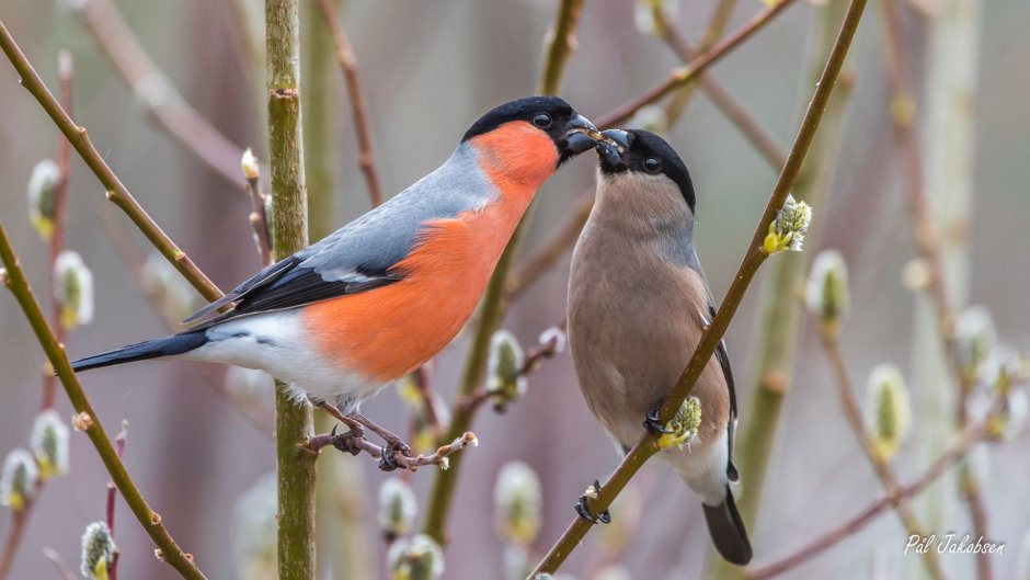 Color Finches