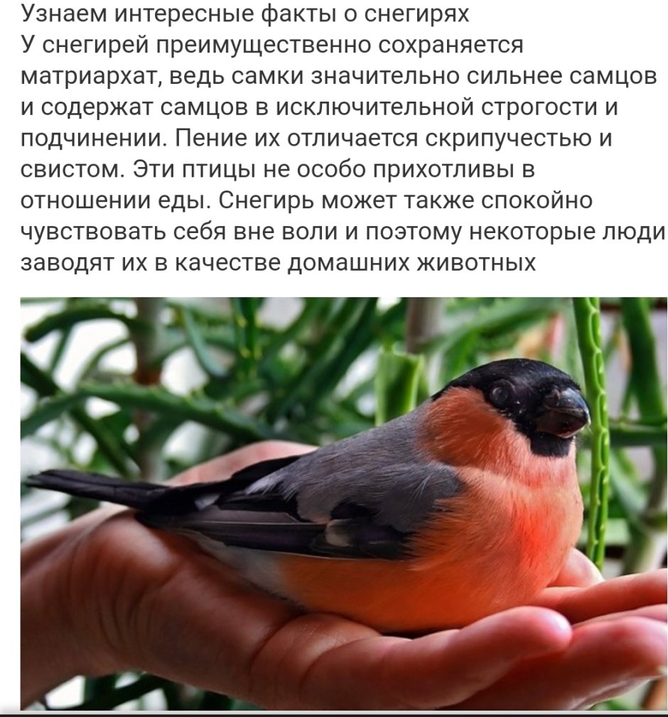 Птенец снегиря
