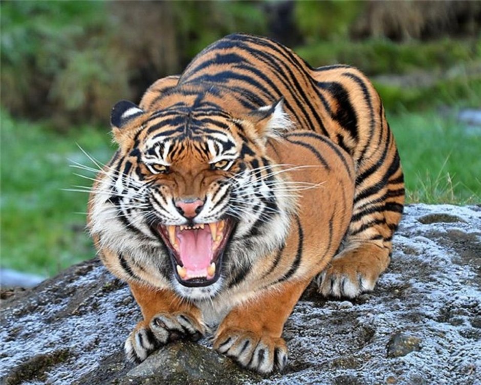 Амурский тигр оскал