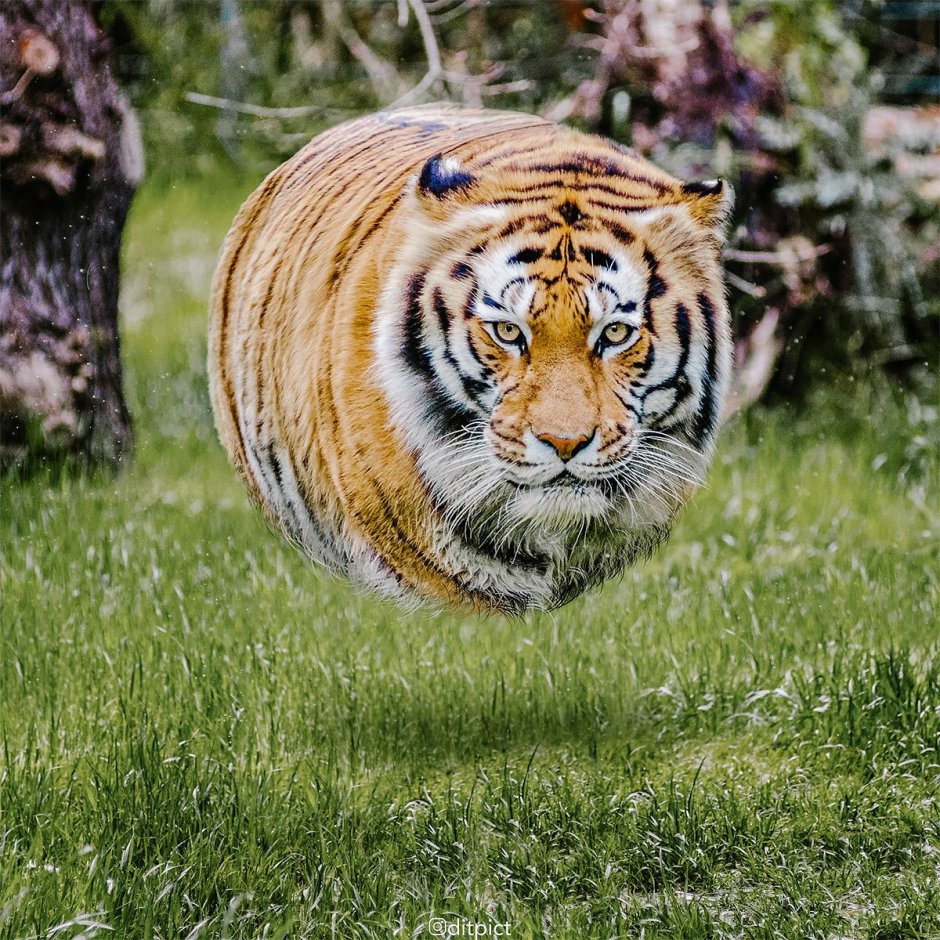 Уссурийский тигр