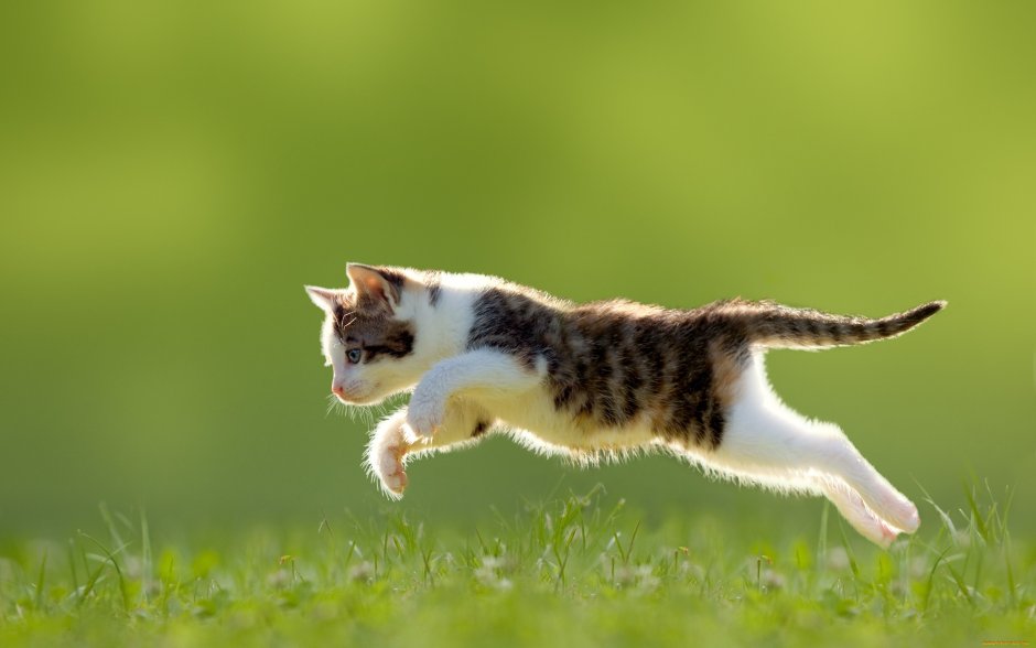 Котики в движении