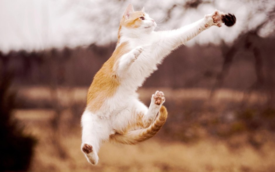 Летающий кот