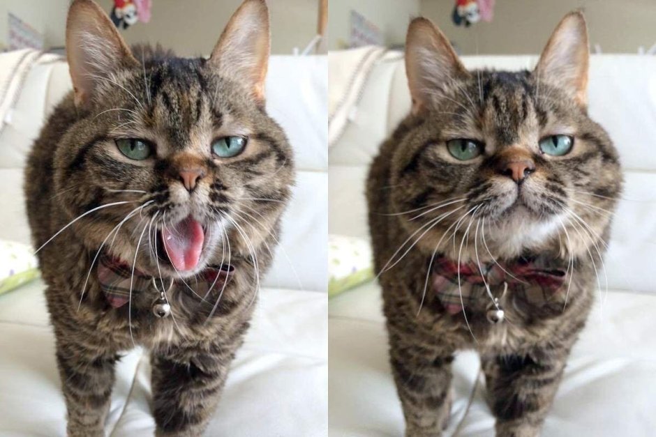 Кот выспался