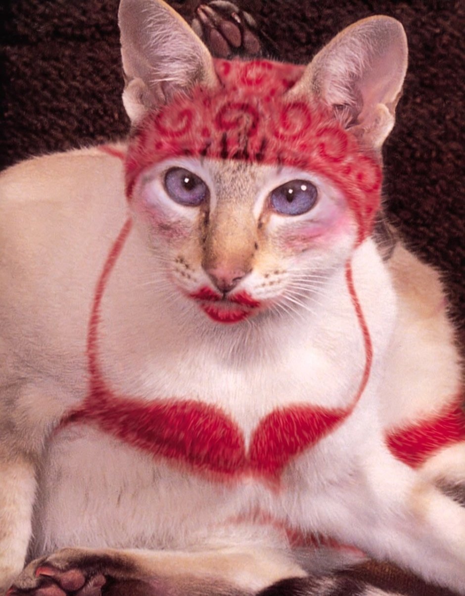 Накрашенная кошка