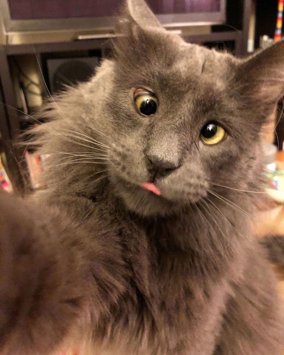 Смешные морды котов