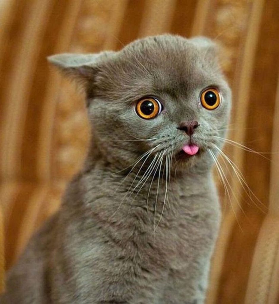 Смешной кот с высунутым языком