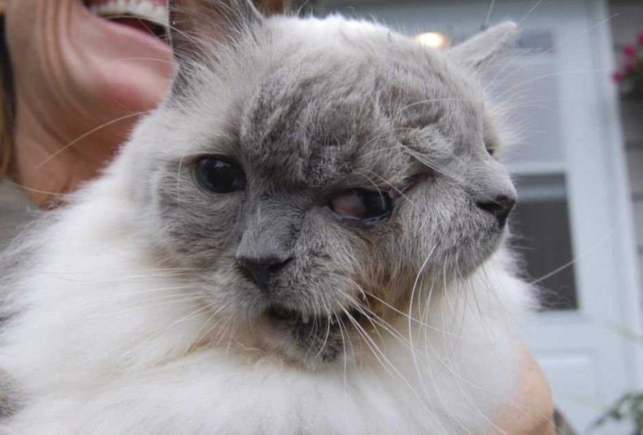 Янус кот Фрэнк и Луи