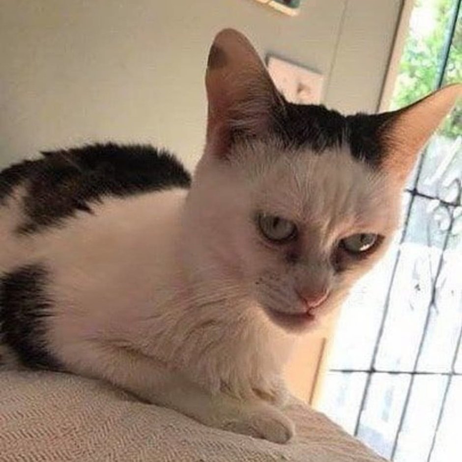 Кот с глупой мордой