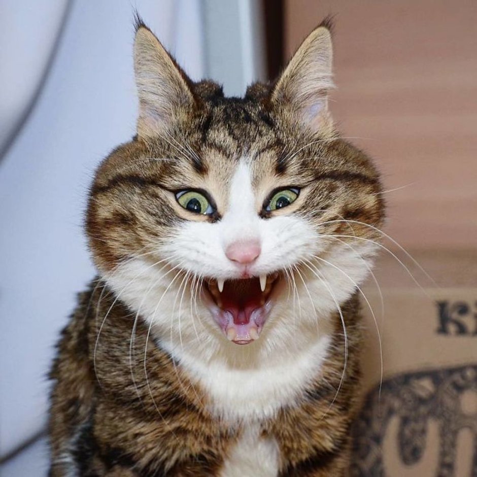 Смешные морды котов