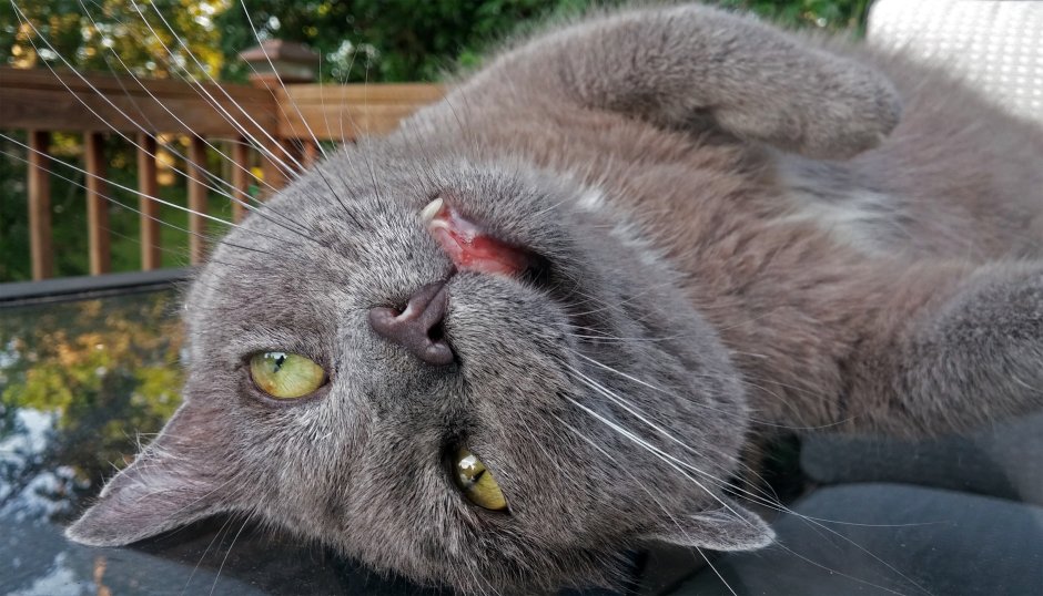 Тупая кошка